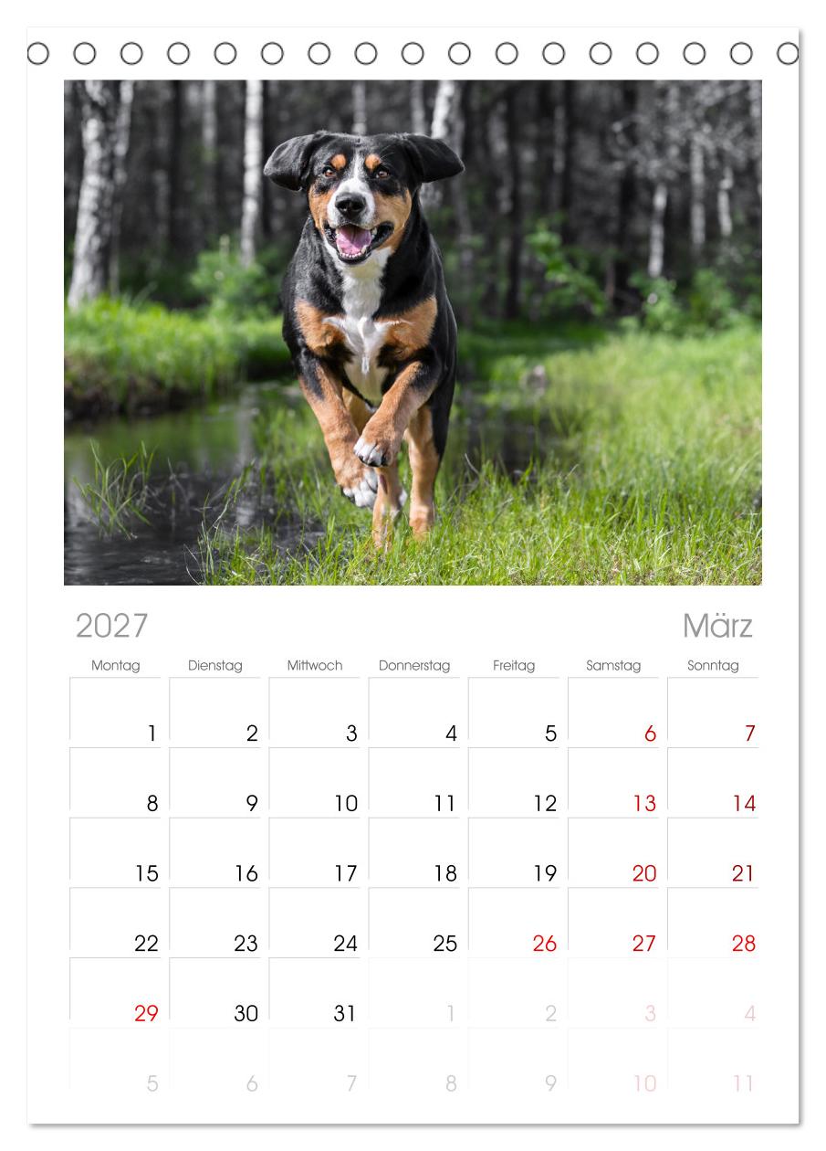 Entlebucher - Temperamentvolle Schweizer Sennenhunde