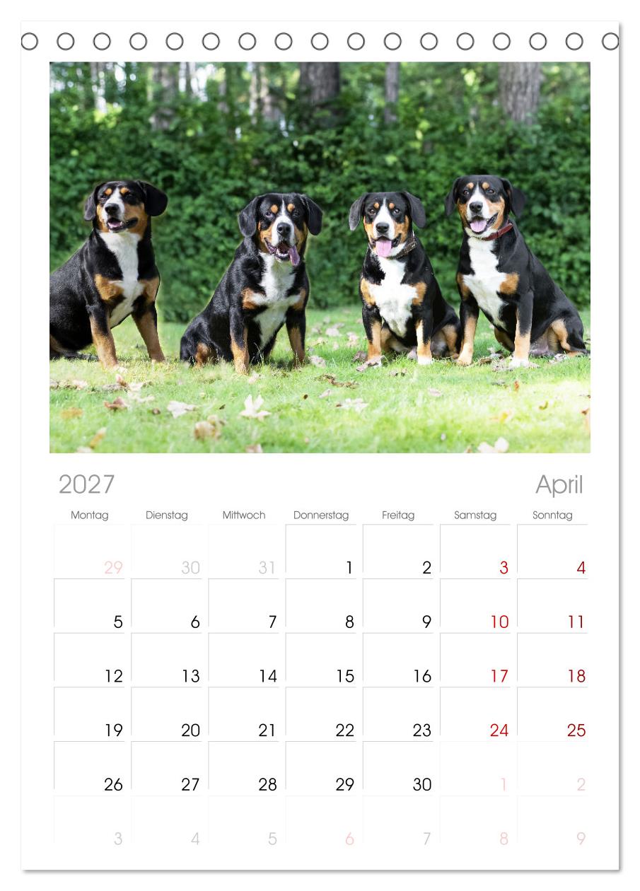 Entlebucher - Temperamentvolle Schweizer Sennenhunde