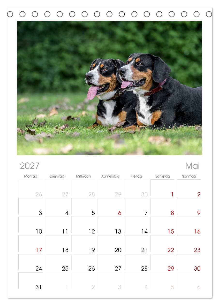 Entlebucher - Temperamentvolle Schweizer Sennenhunde