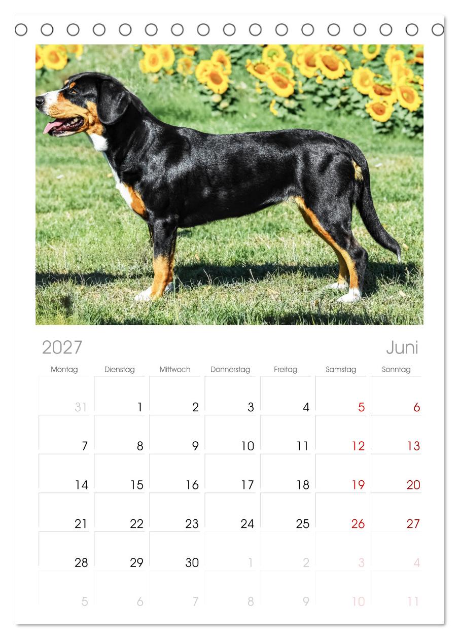 Entlebucher - Temperamentvolle Schweizer Sennenhunde