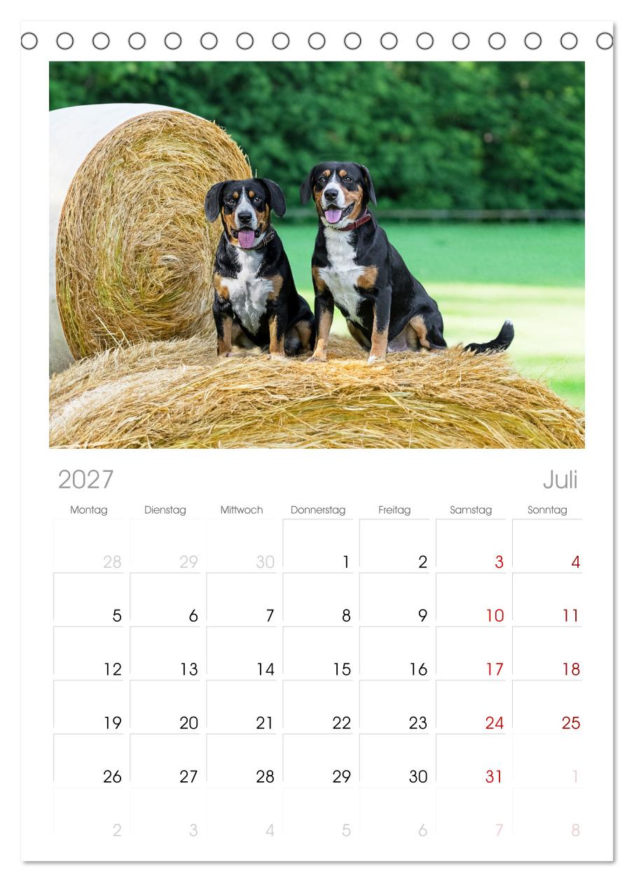 Entlebucher - Temperamentvolle Schweizer Sennenhunde