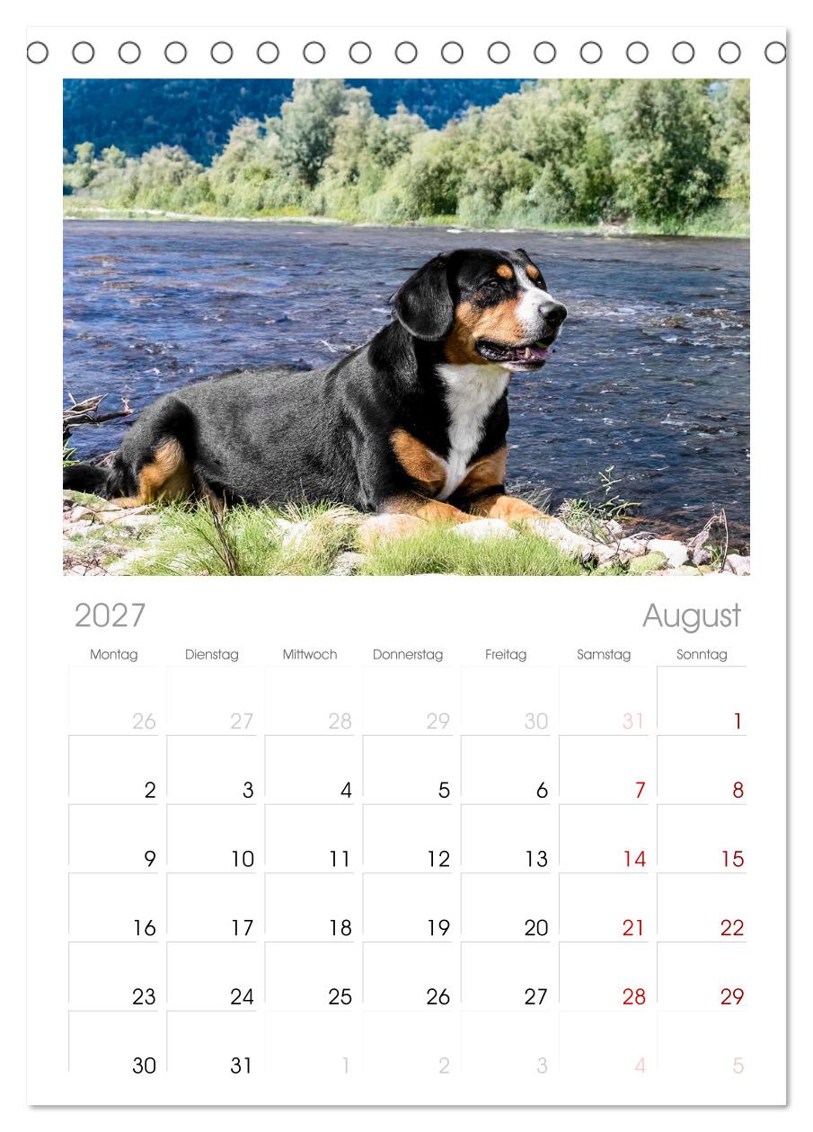 Entlebucher - Temperamentvolle Schweizer Sennenhunde