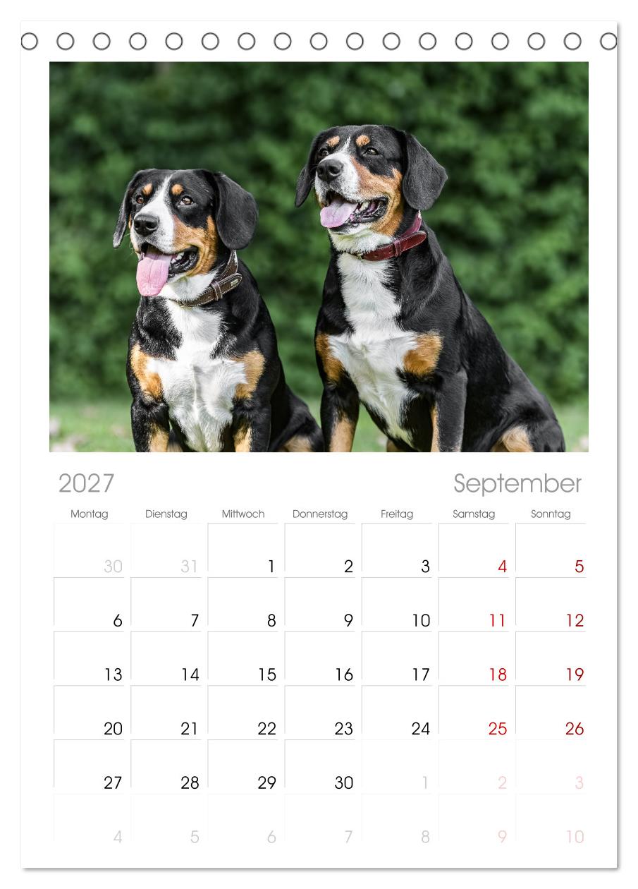 Entlebucher - Temperamentvolle Schweizer Sennenhunde