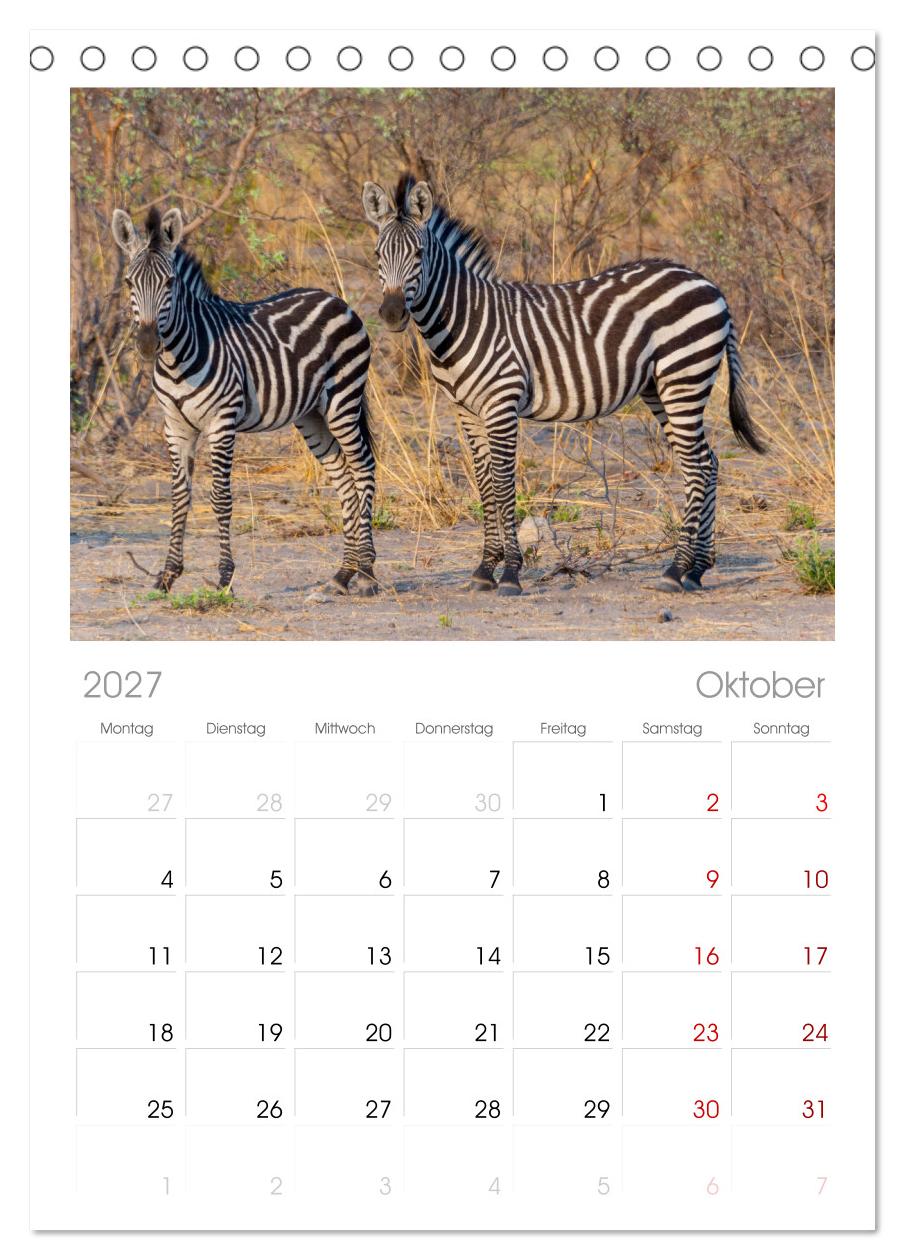 Zebras in Afrika