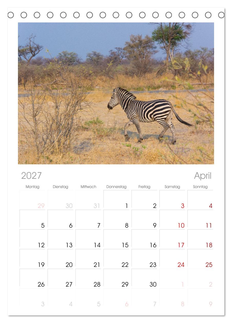 Zebras in Afrika