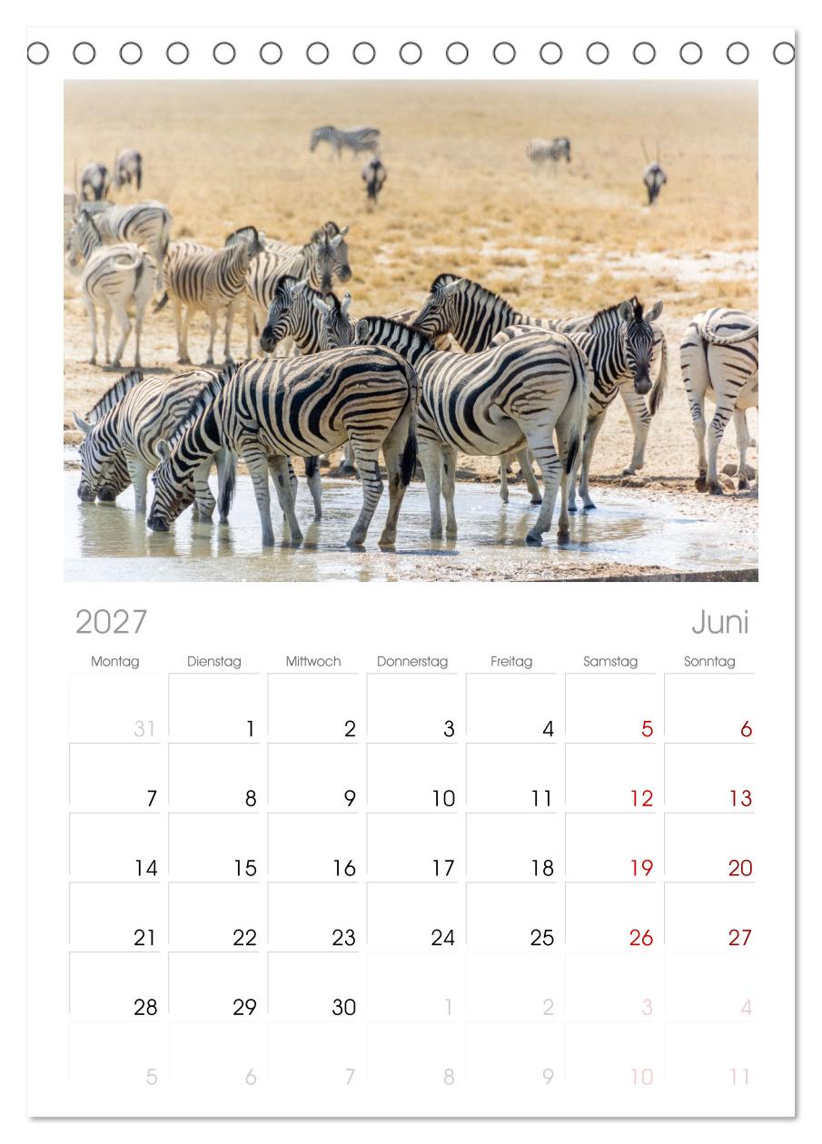 Zebras in Afrika