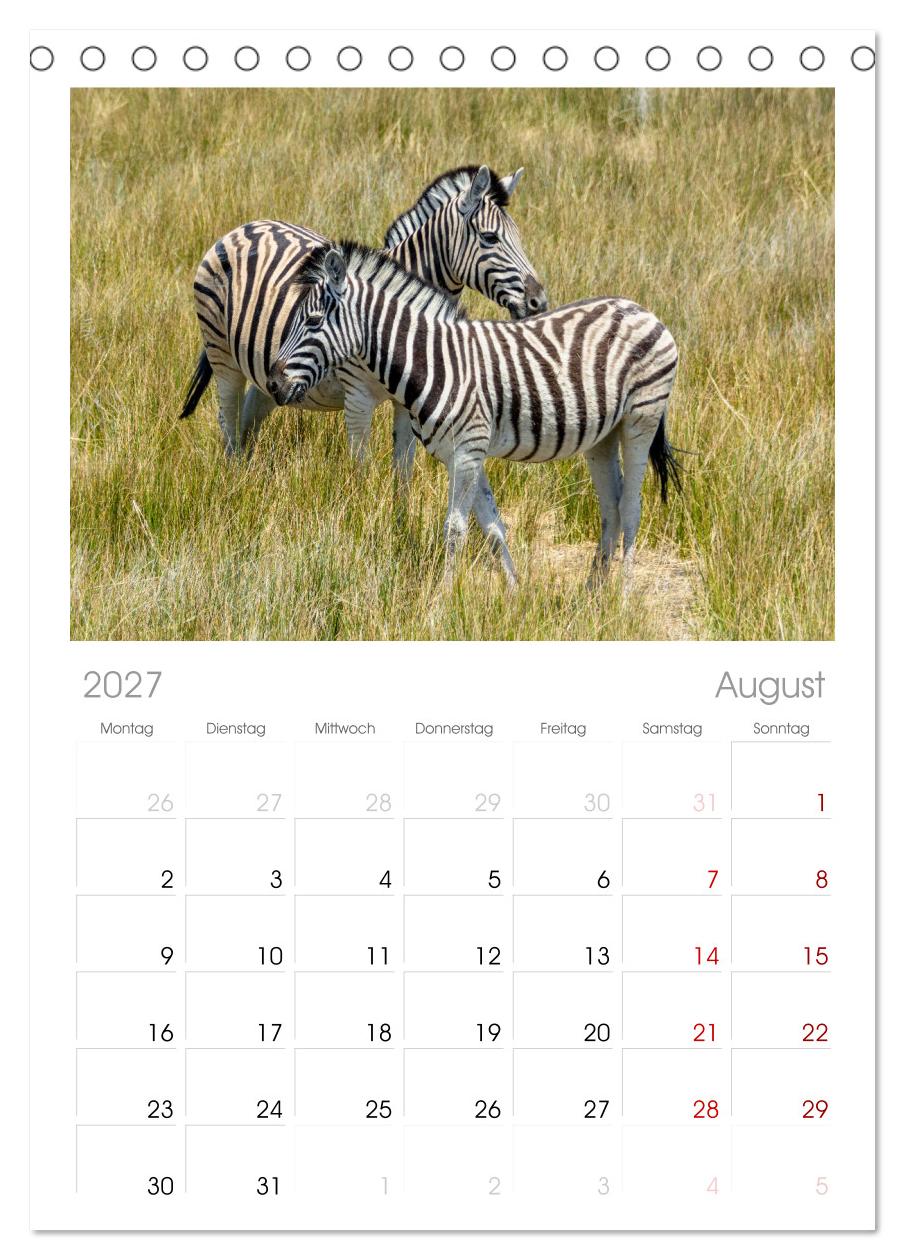 Zebras in Afrika
