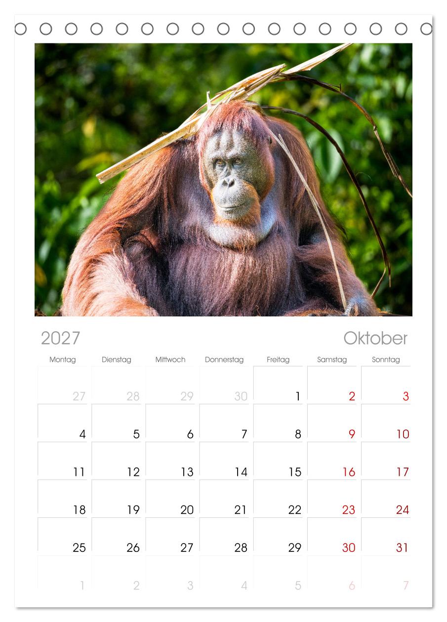 Orang Utans - Indonesien