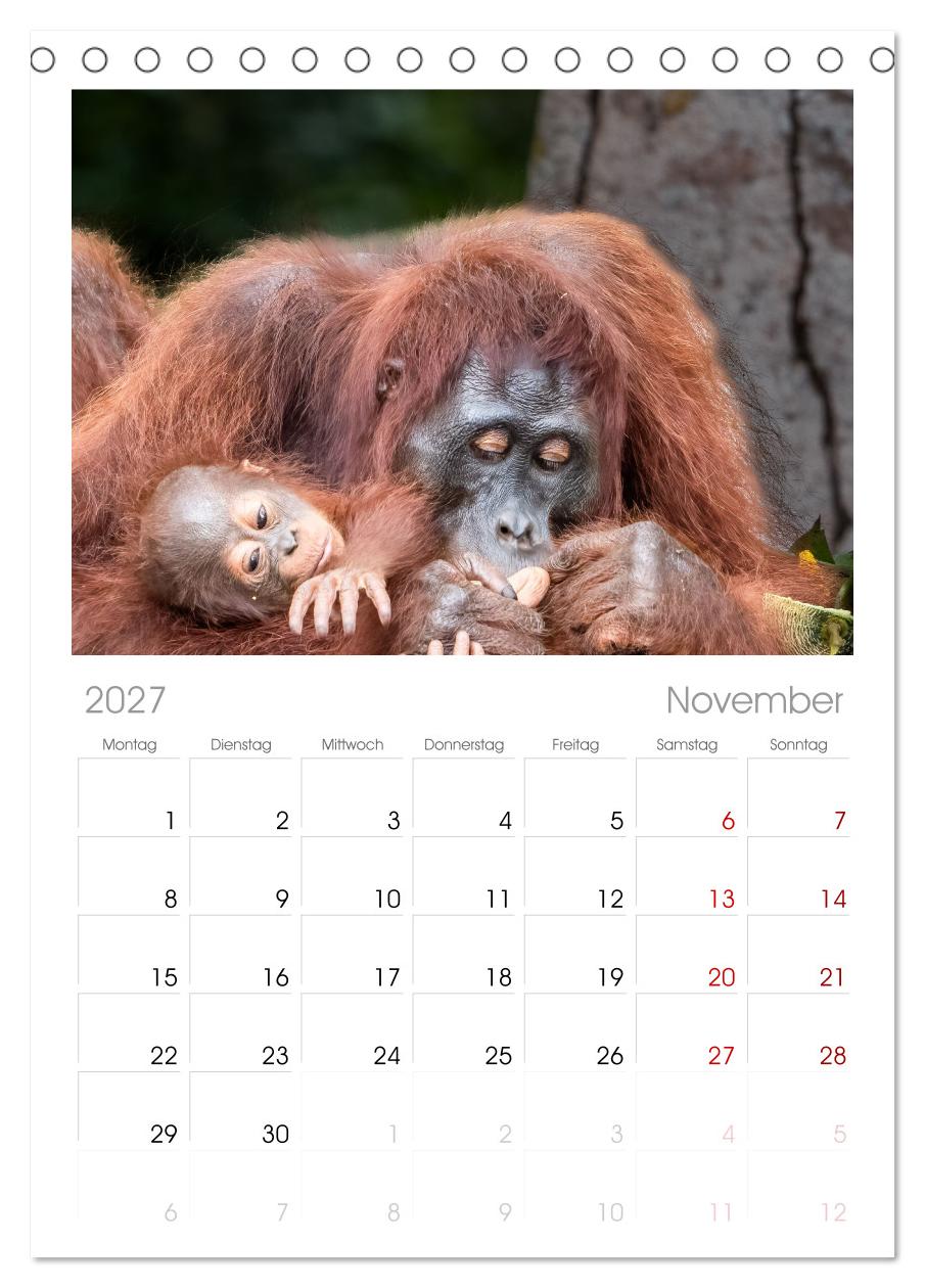 Orang Utans - Indonesien