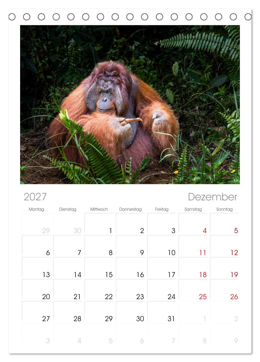 Orang Utans - Indonesien