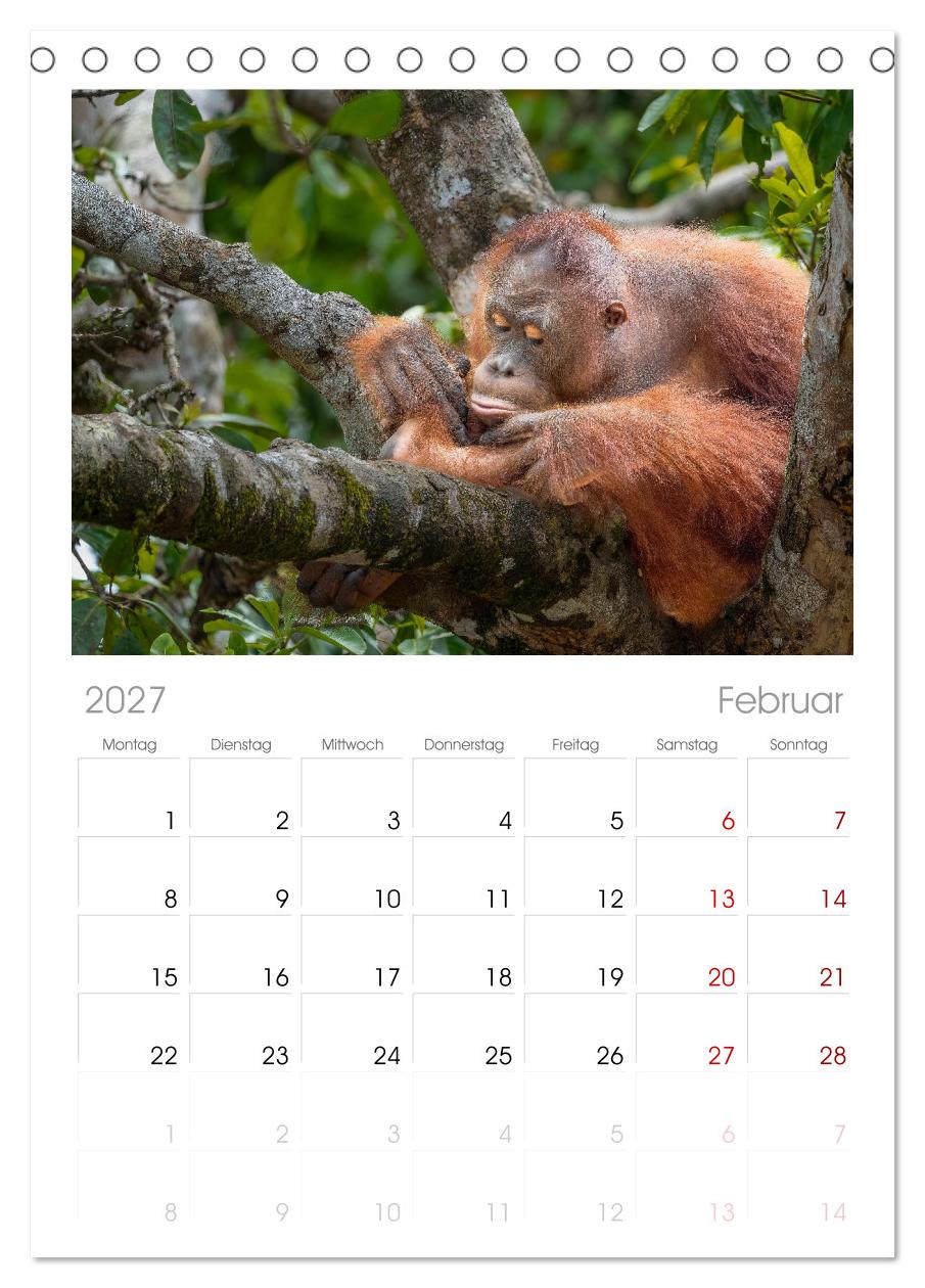 Orang Utans - Indonesien