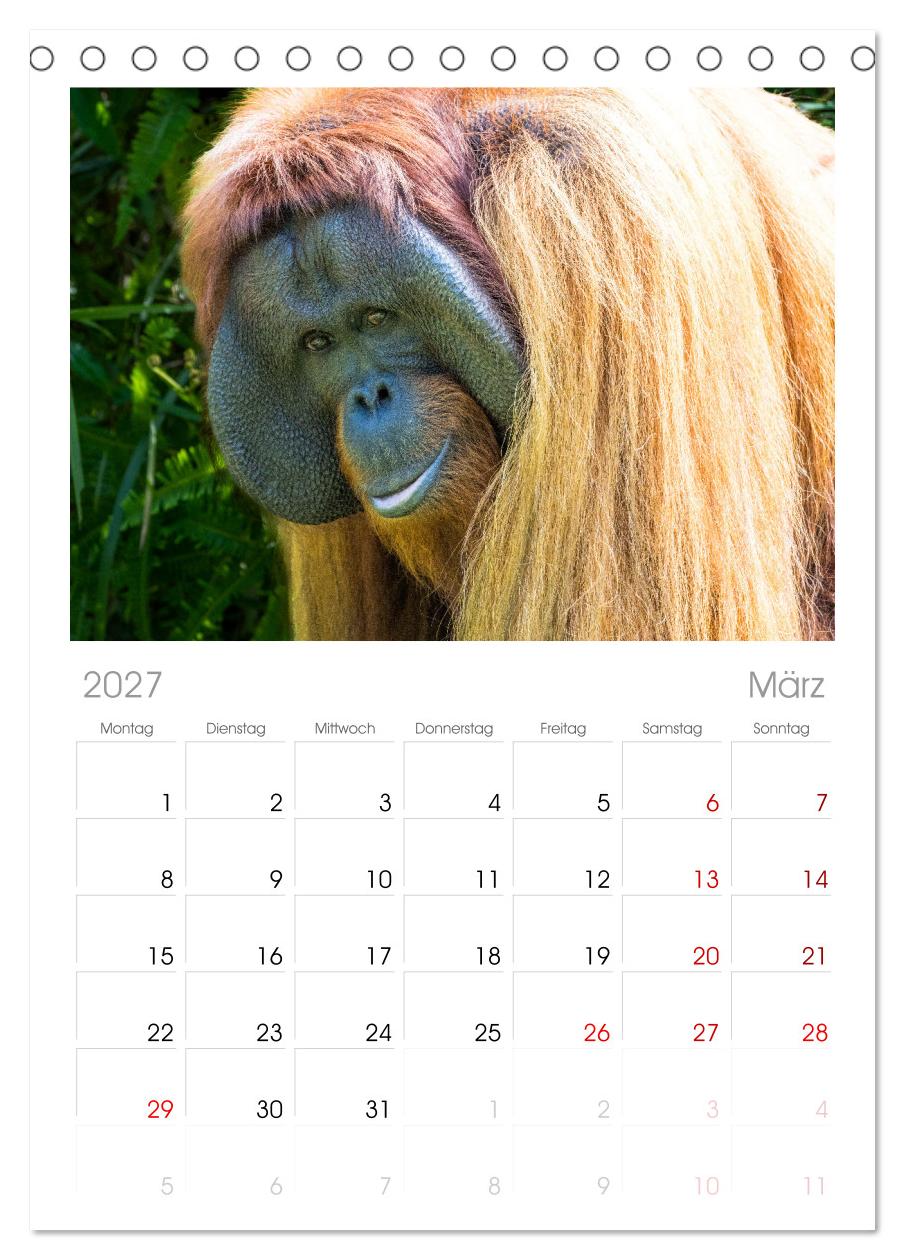 Orang Utans - Indonesien