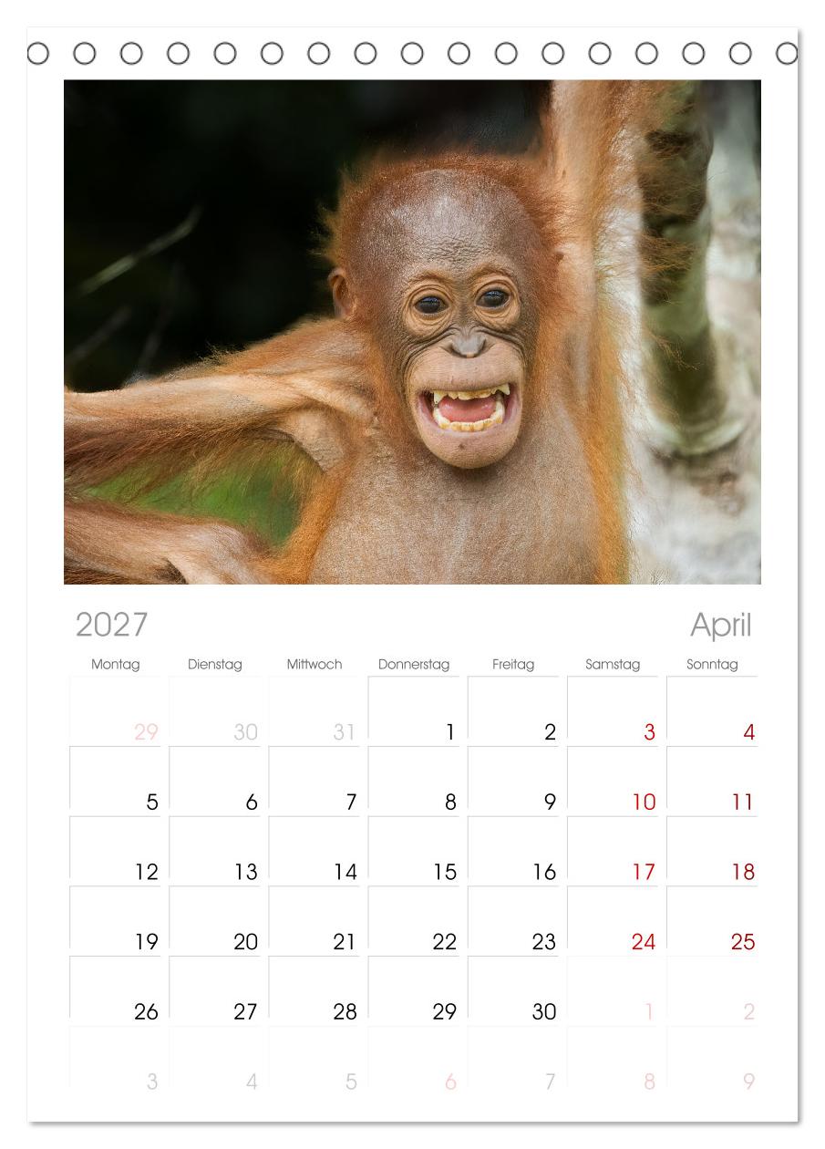Orang Utans - Indonesien