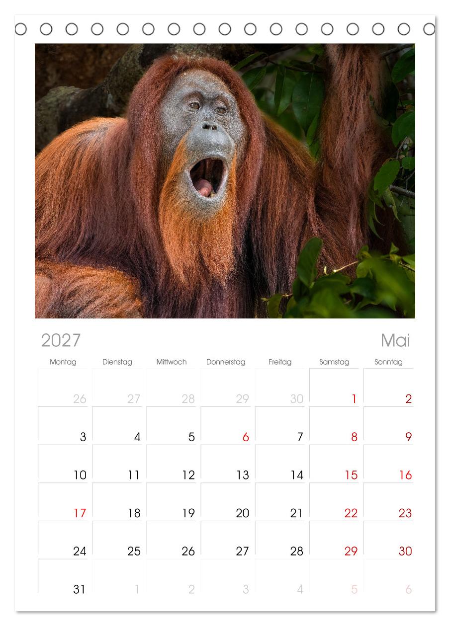 Orang Utans - Indonesien