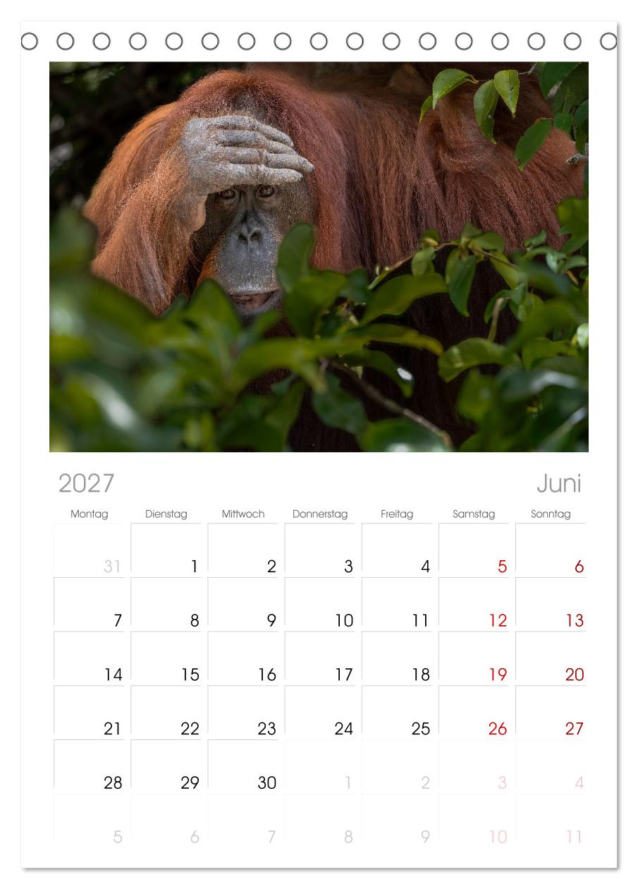 Orang Utans - Indonesien
