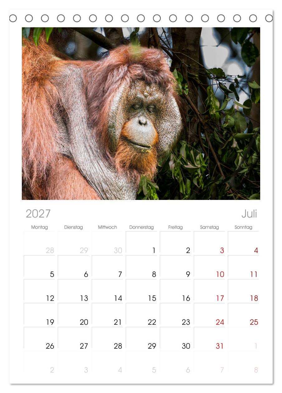 Orang Utans - Indonesien
