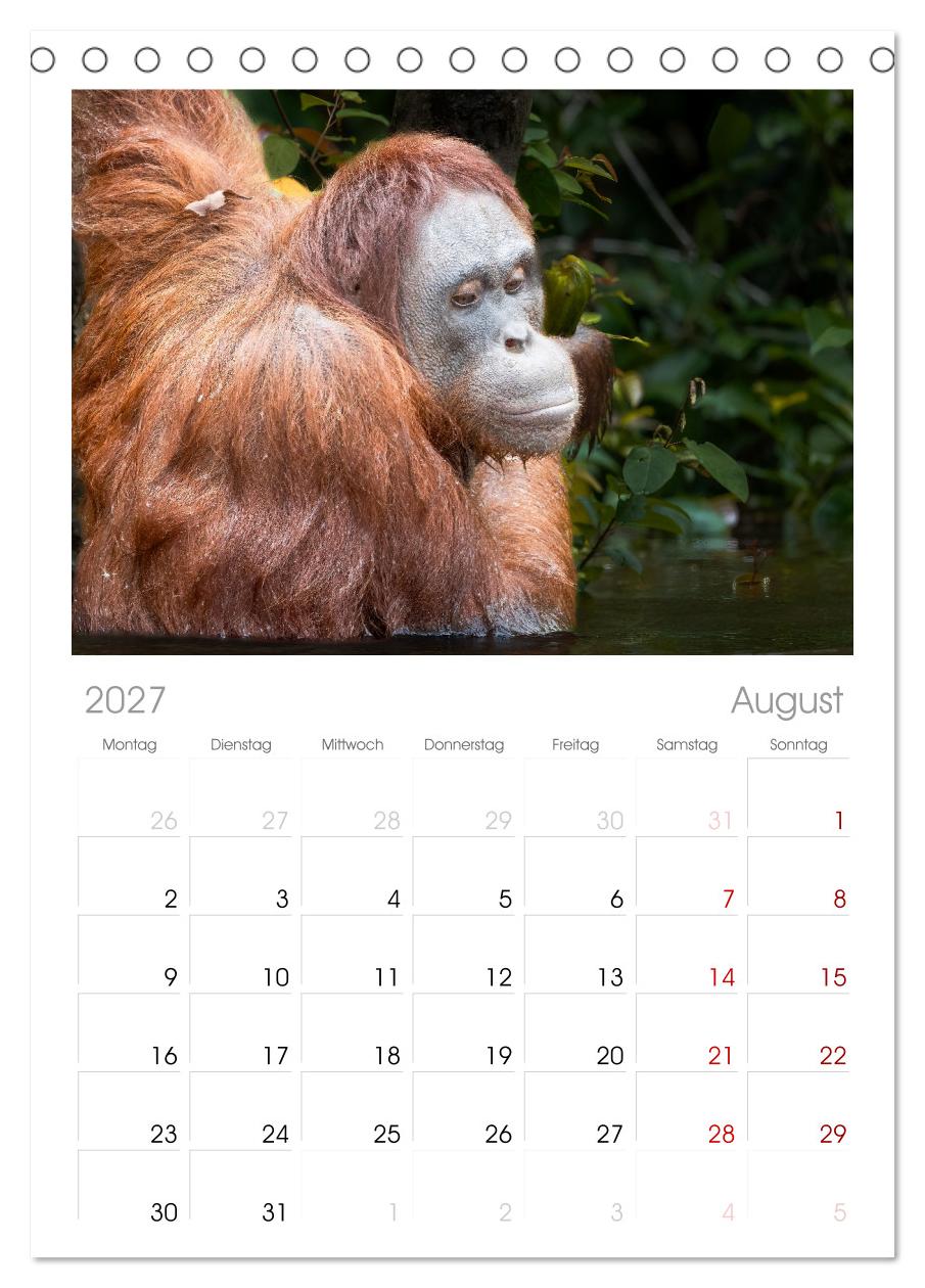 Orang Utans - Indonesien