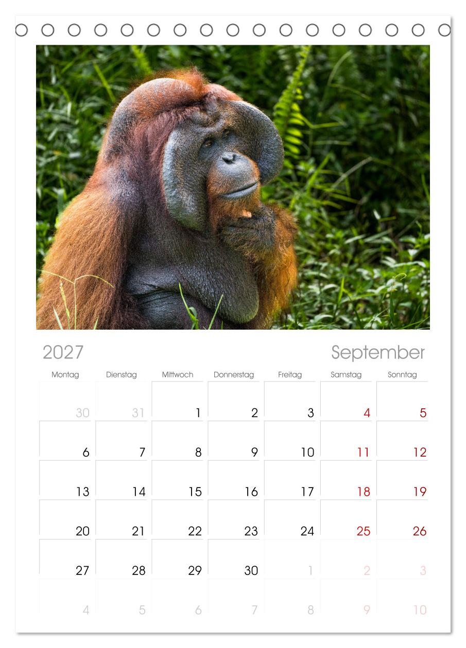 Orang Utans - Indonesien