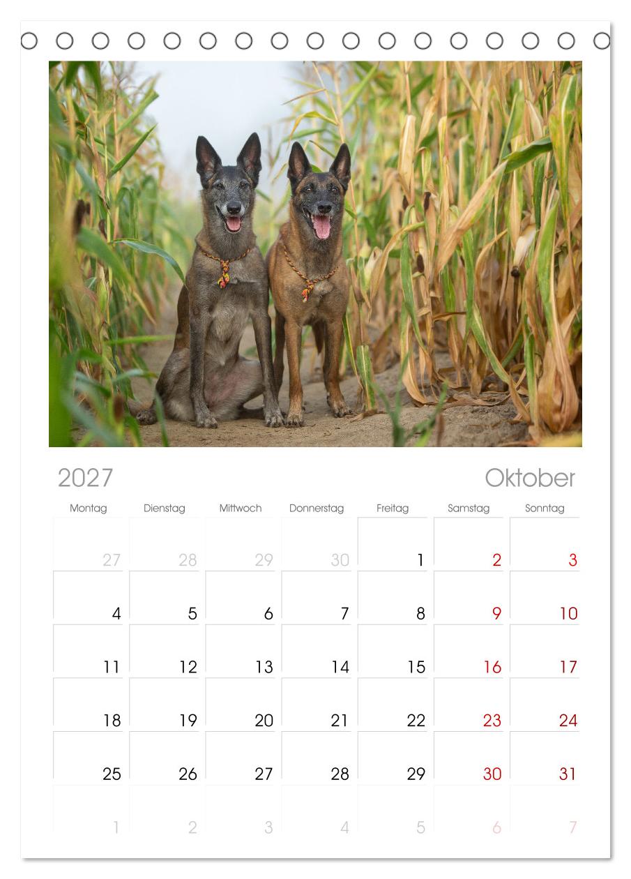 Mit dem Malinois durch das Jahr