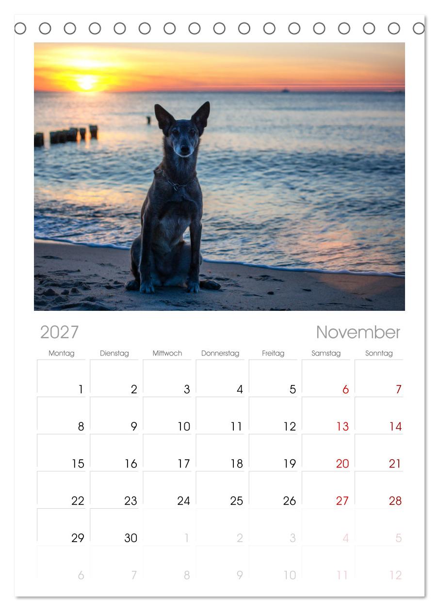 Mit dem Malinois durch das Jahr