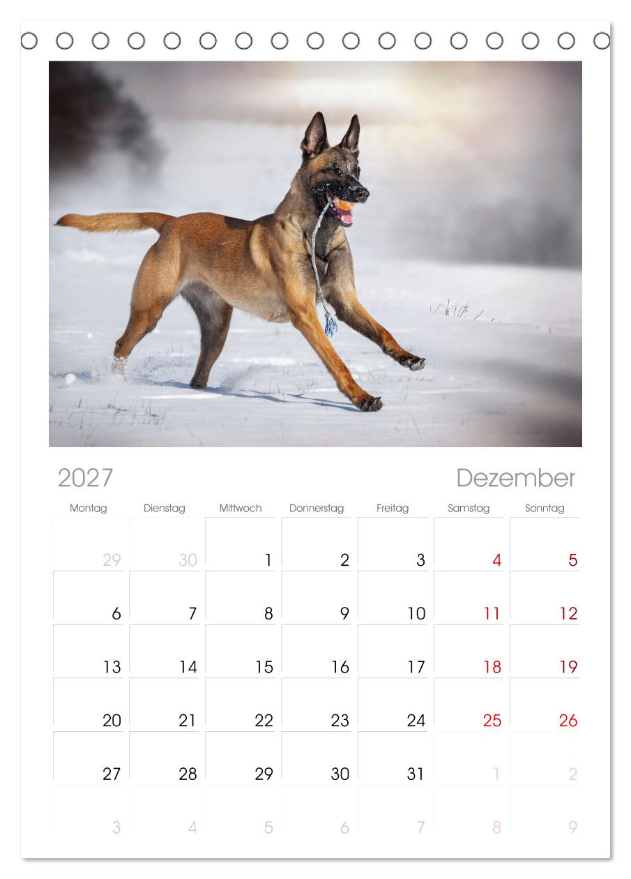 Mit dem Malinois durch das Jahr