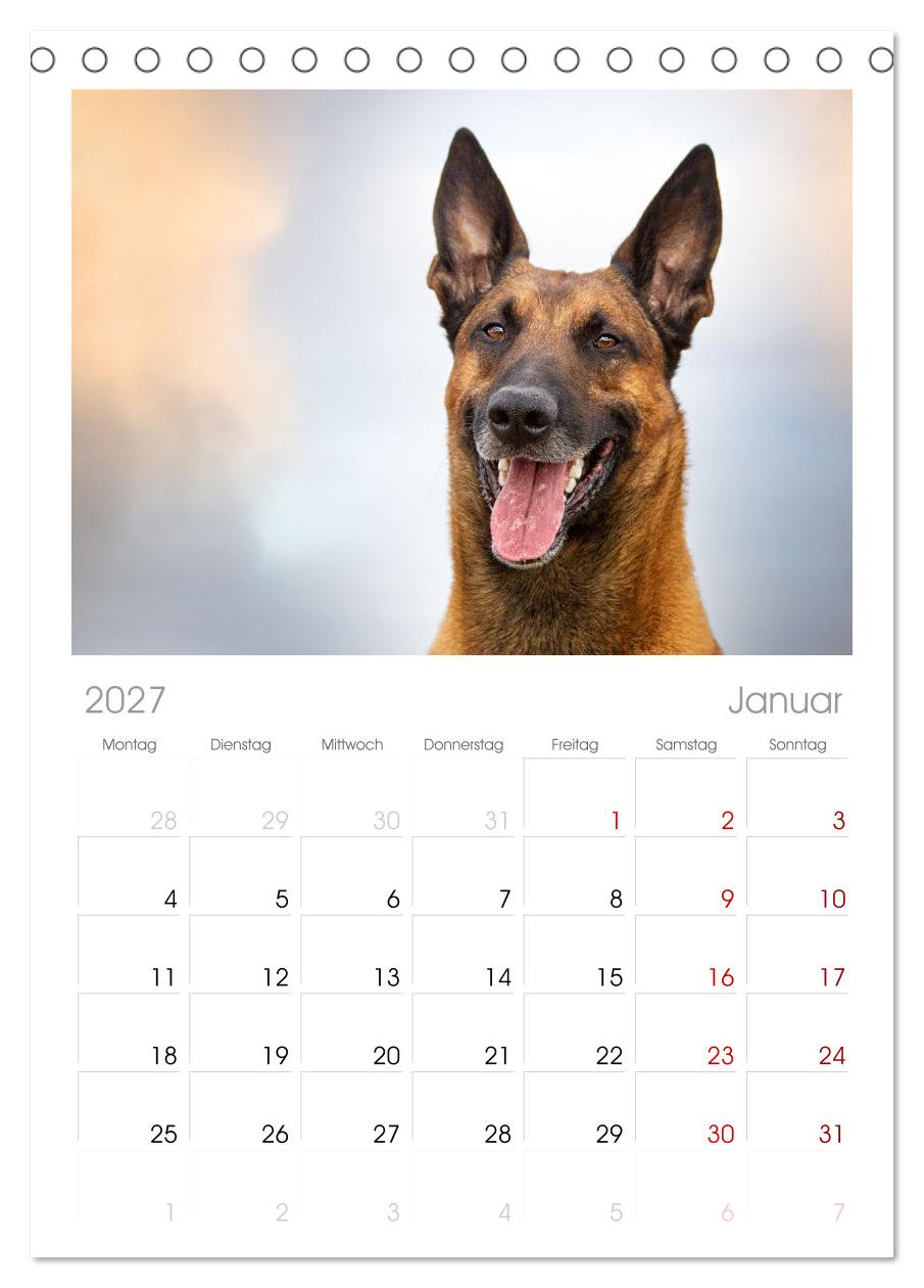 Mit dem Malinois durch das Jahr
