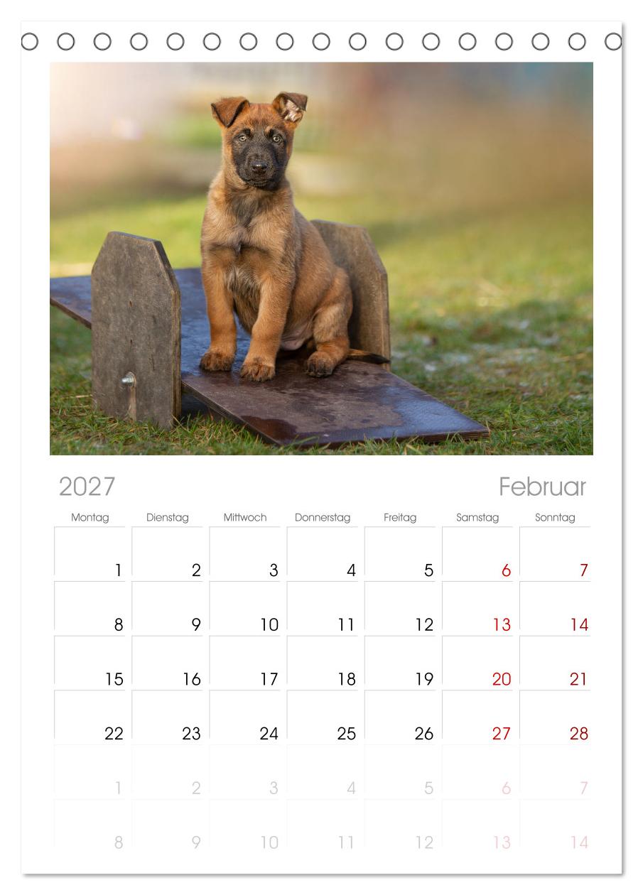 Mit dem Malinois durch das Jahr
