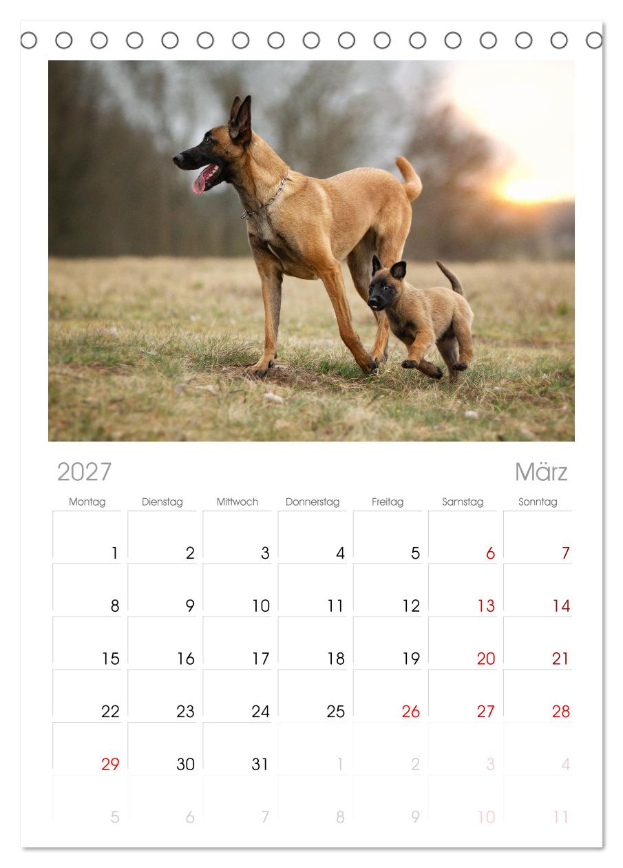 Mit dem Malinois durch das Jahr
