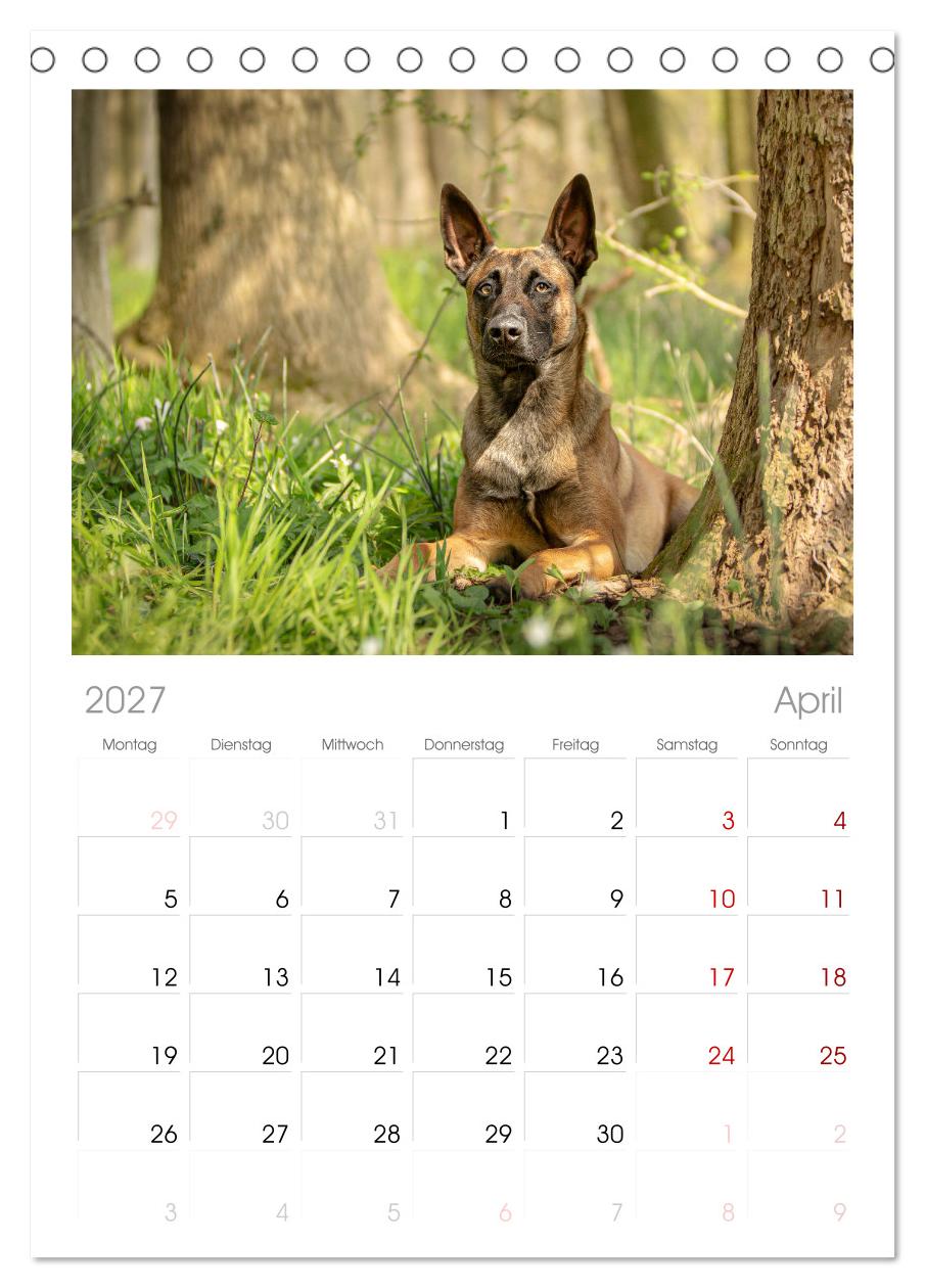 Mit dem Malinois durch das Jahr