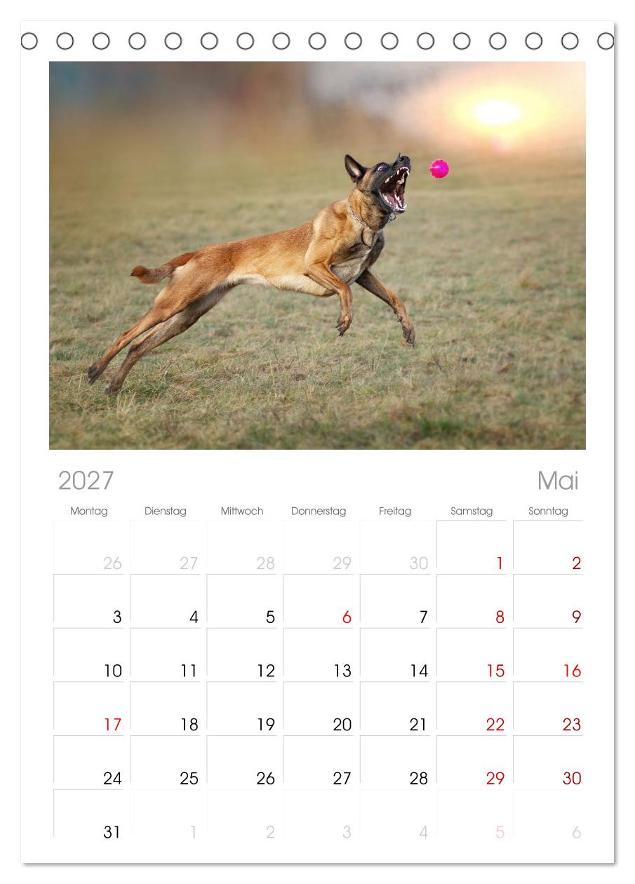 Mit dem Malinois durch das Jahr