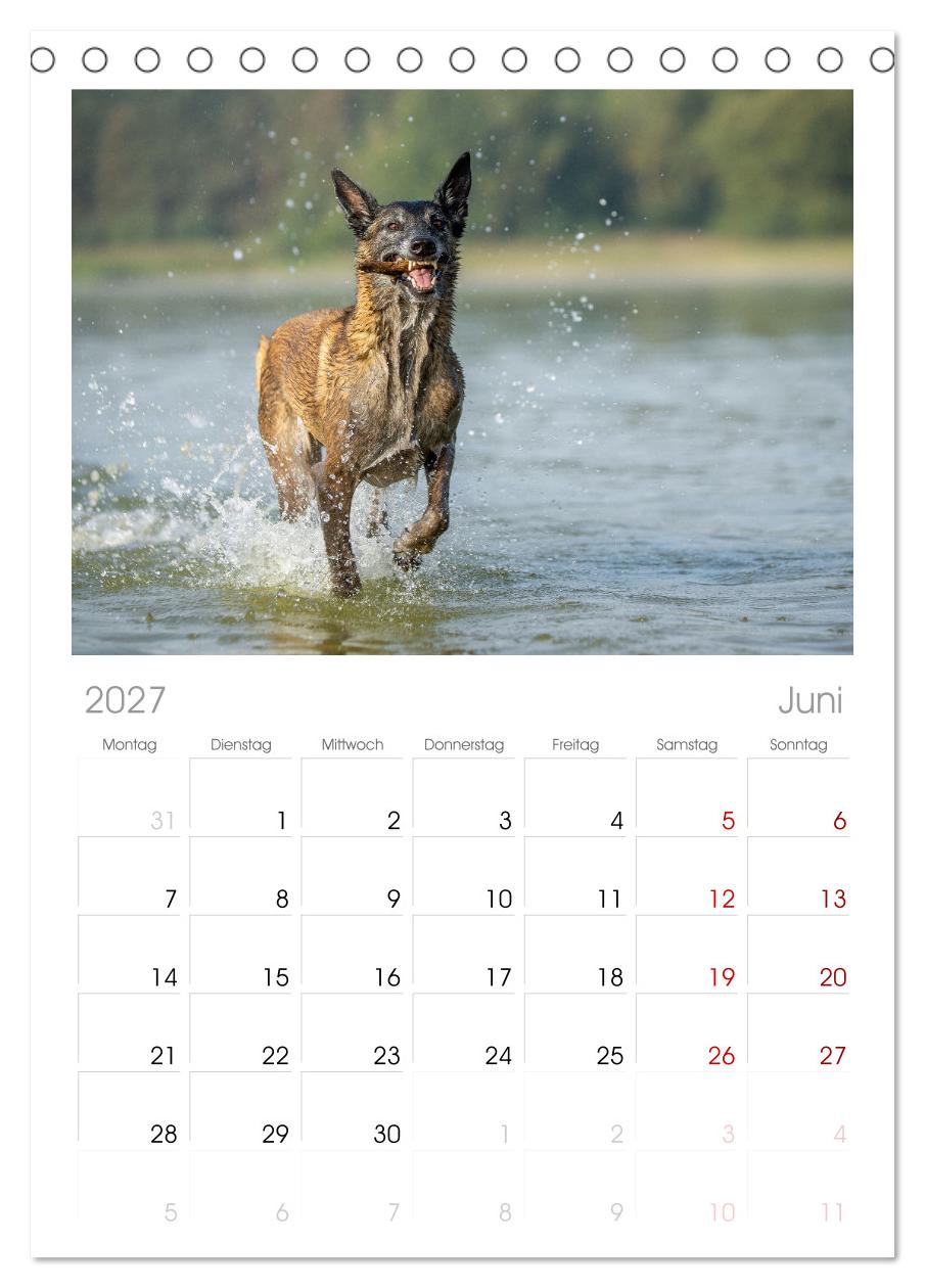 Mit dem Malinois durch das Jahr