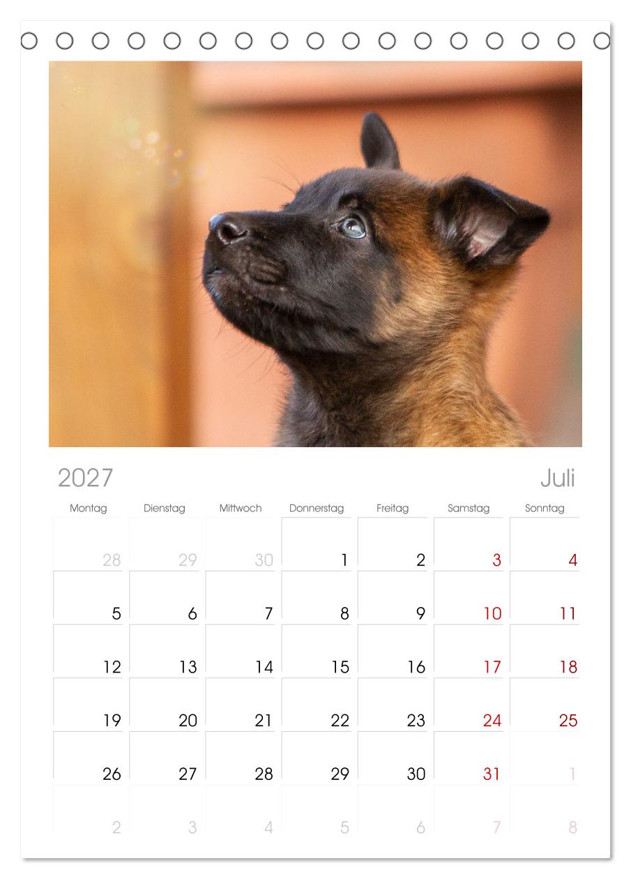 Mit dem Malinois durch das Jahr