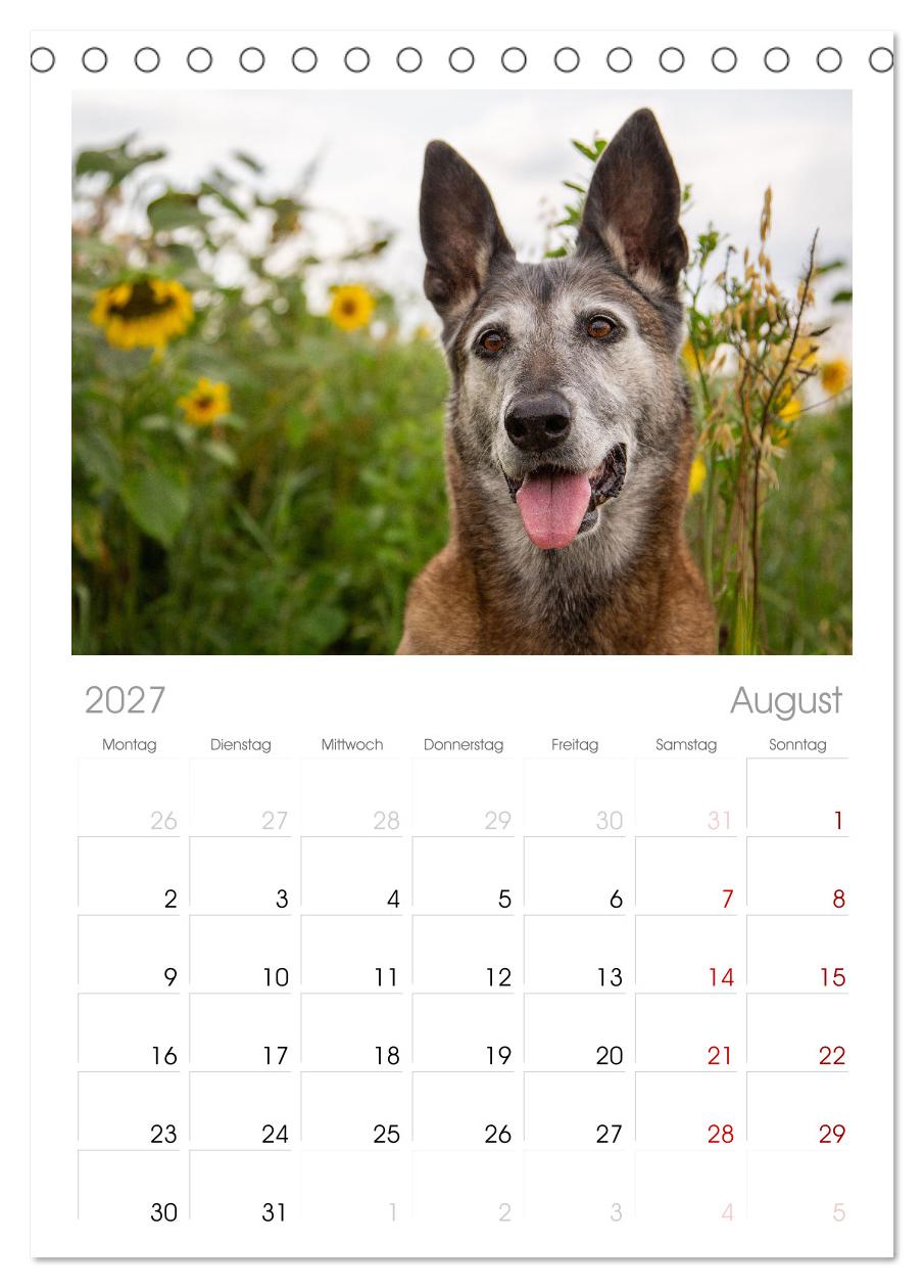 Mit dem Malinois durch das Jahr
