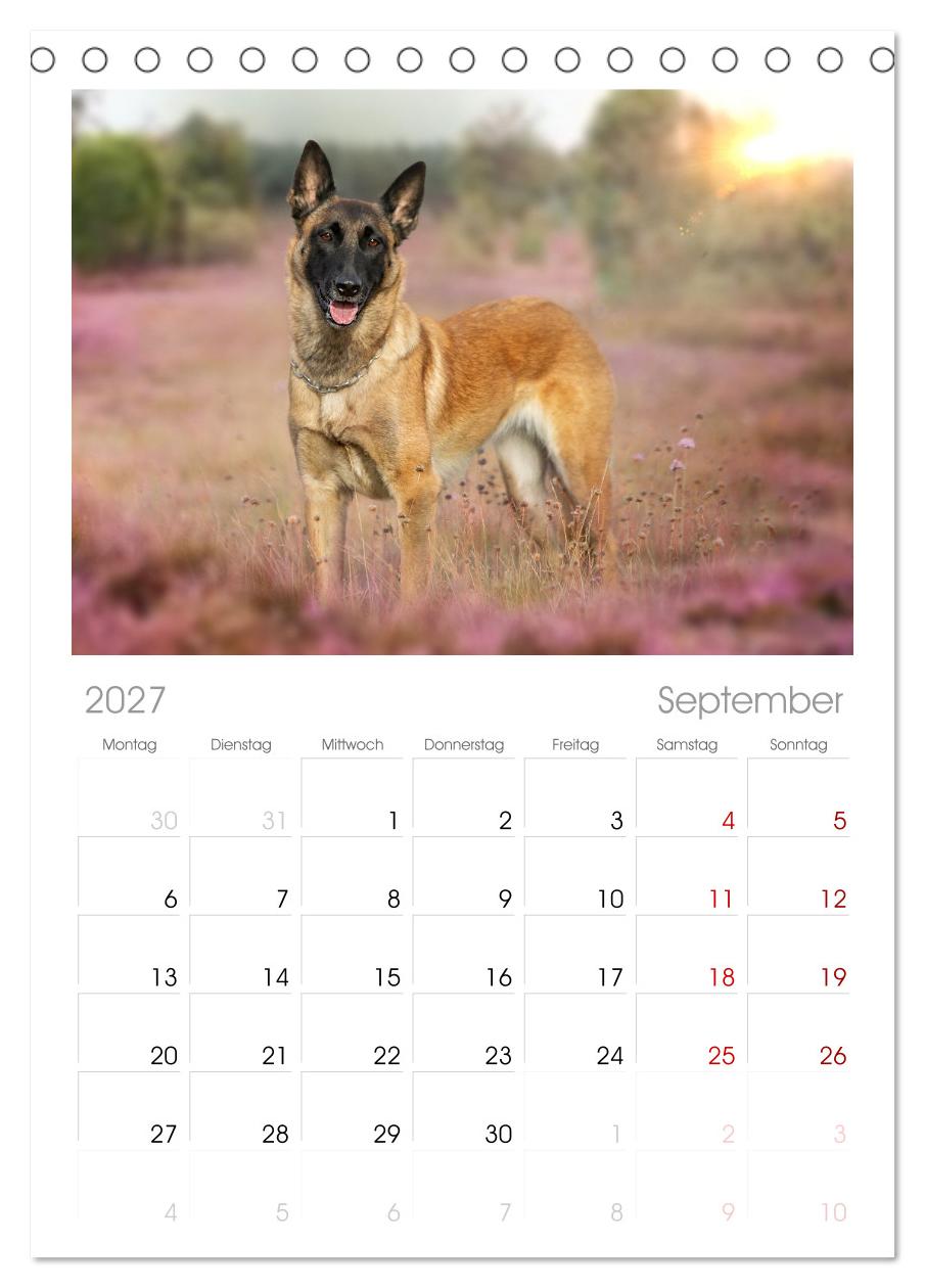 Mit dem Malinois durch das Jahr