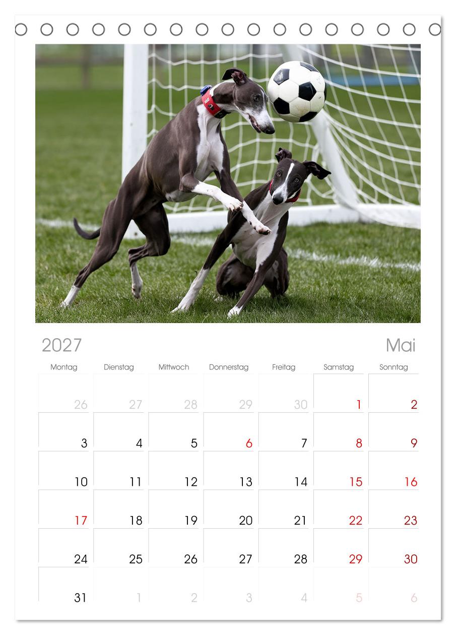 Funny Greyhounds - Windhunde mal anders