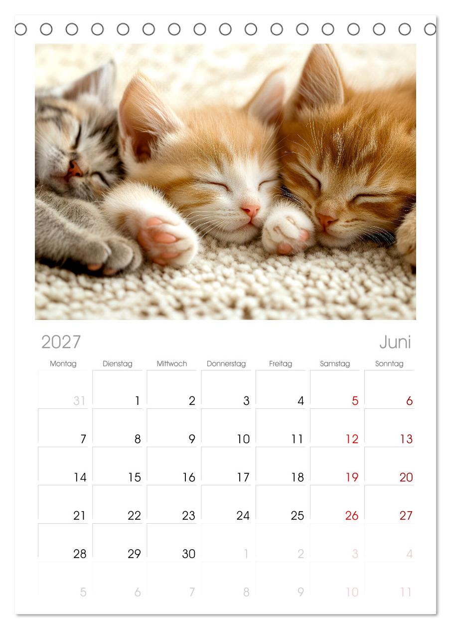Wenn Tierchen träumen