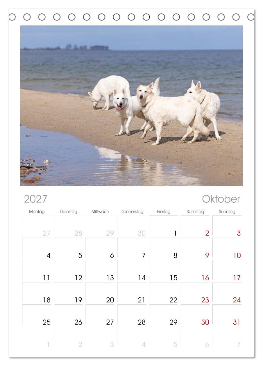 Berger Blanc Suisse - Weggefährten auf 4 Pfoten
