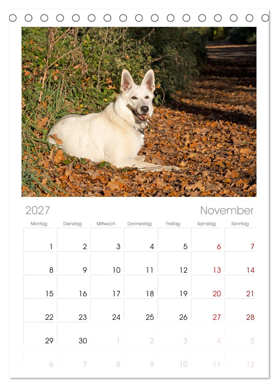 Berger Blanc Suisse - Weggefährten auf 4 Pfoten