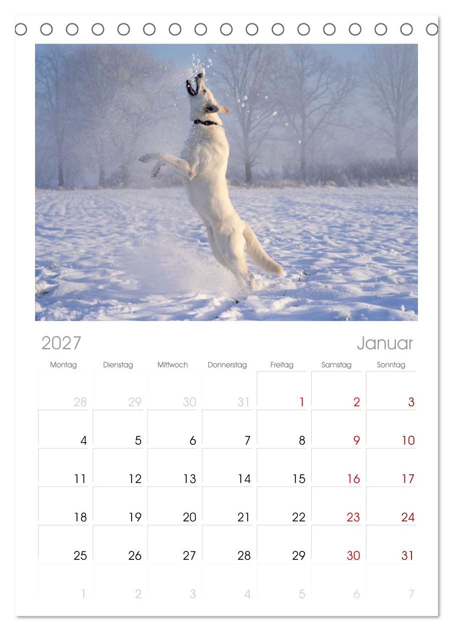 Berger Blanc Suisse - Weggefährten auf 4 Pfoten