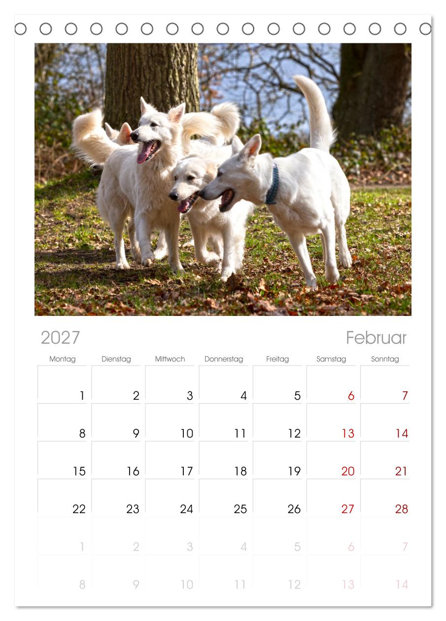 Berger Blanc Suisse - Weggefährten auf 4 Pfoten