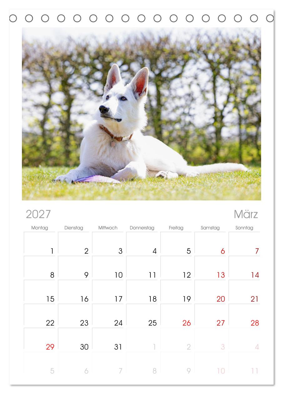 Berger Blanc Suisse - Weggefährten auf 4 Pfoten