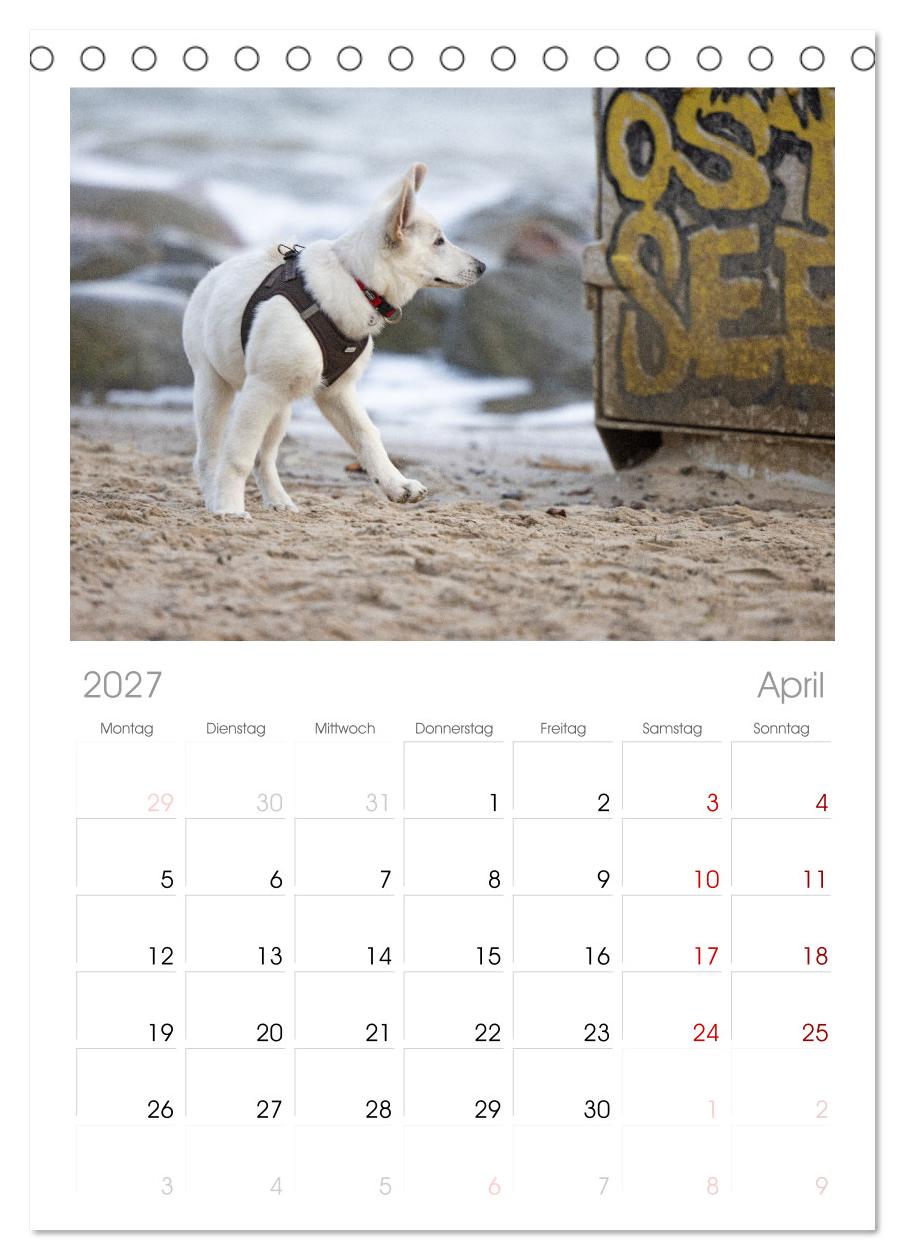 Berger Blanc Suisse - Weggefährten auf 4 Pfoten