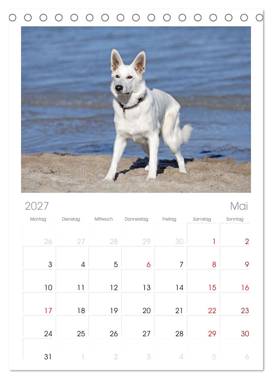 Berger Blanc Suisse - Weggefährten auf 4 Pfoten