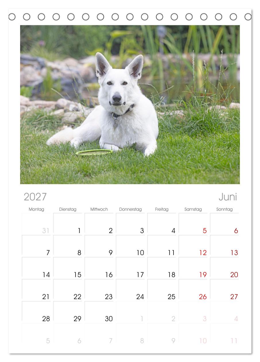 Berger Blanc Suisse - Weggefährten auf 4 Pfoten
