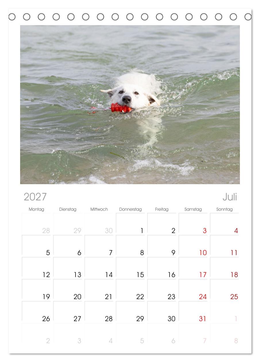 Berger Blanc Suisse - Weggefährten auf 4 Pfoten