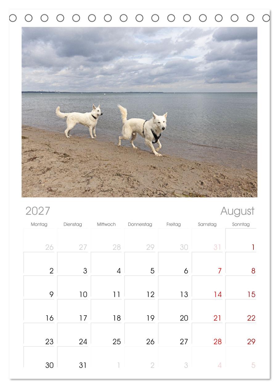 Berger Blanc Suisse - Weggefährten auf 4 Pfoten