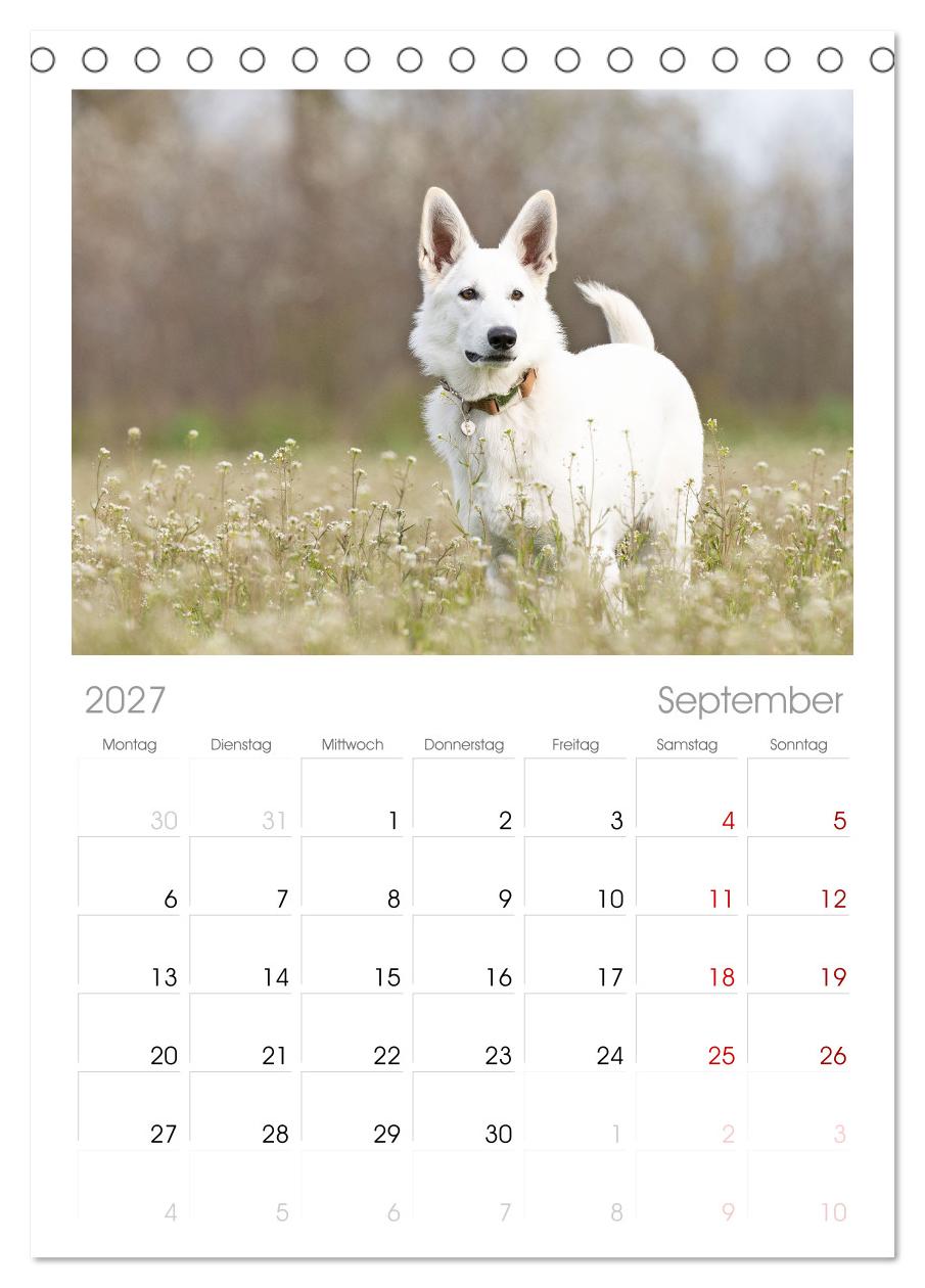 Berger Blanc Suisse - Weggefährten auf 4 Pfoten