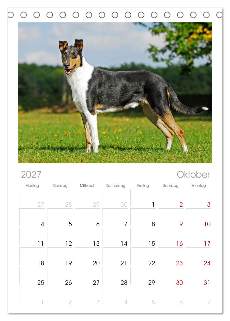 Ein Freund fürs Leben - Smooth Collie