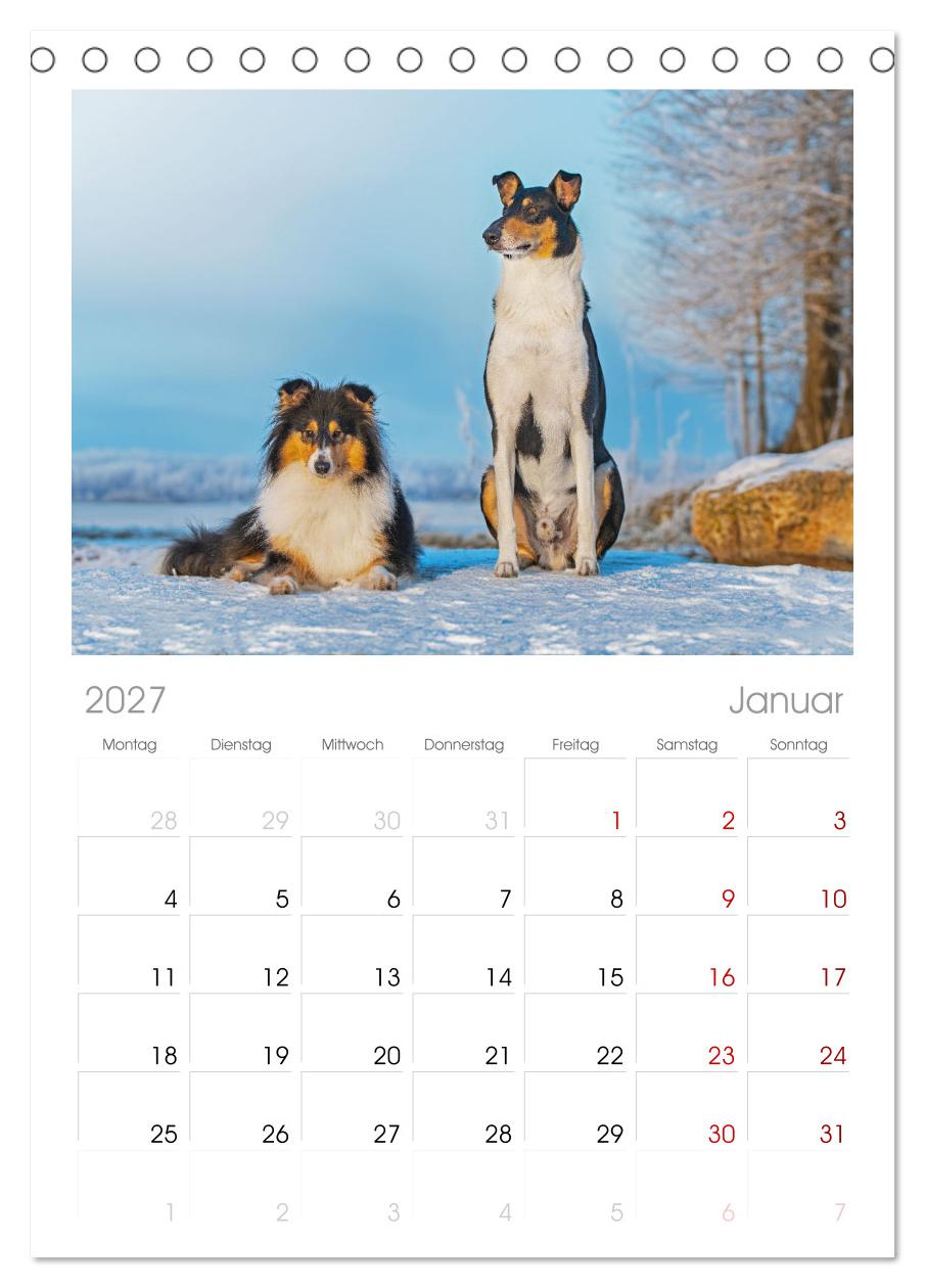Ein Freund fürs Leben - Smooth Collie