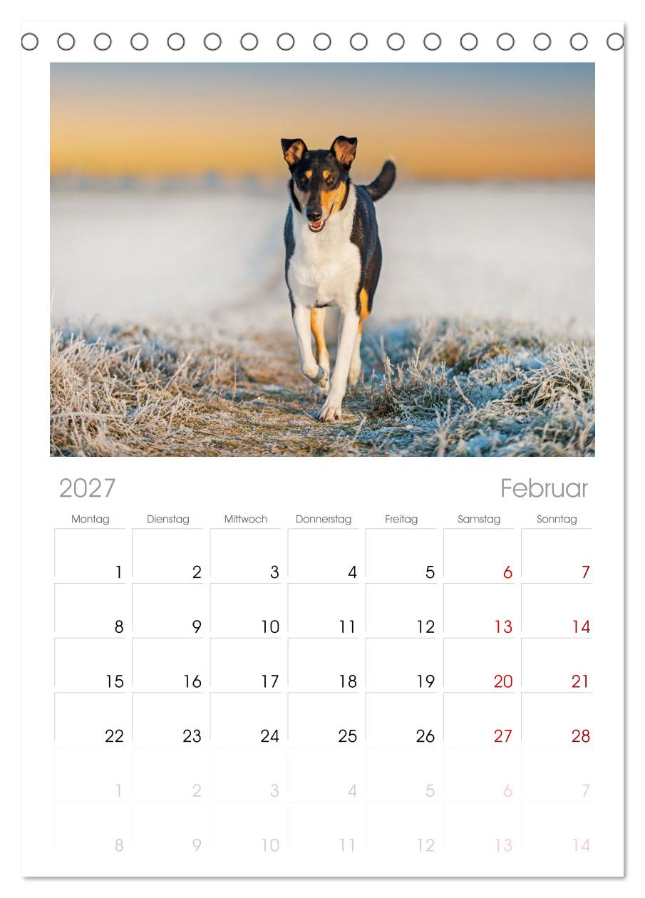 Ein Freund fürs Leben - Smooth Collie